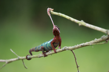 Chameleon Furcifer pardalis Ambolobe 2 years old, Madagascar endemic Panther chameleon in angry state, pure Ambilobe (Chamaeleoninae)