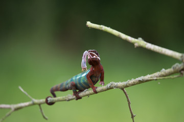 Chameleon Furcifer pardalis Ambolobe 2 years old, Madagascar endemic Panther chameleon in angry state, pure Ambilobe (Chamaeleoninae)