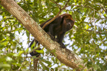 Bugio-ruivo (Alouatta guariba) | Howler monkey