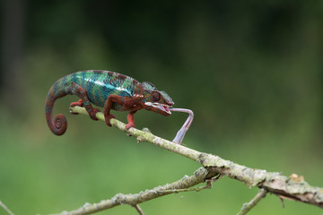 Chameleon Furcifer pardalis Ambolobe 2 years old, Madagascar endemic Panther chameleon in angry state, pure Ambilobe (Chamaeleoninae)
