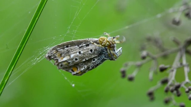 
Kreuzspinne wickelt erbeuteten Hauhechelbl&auml;uling ein