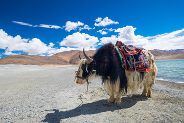 Yak at Pangong Lake in Ladakh, India