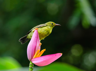Brown-throated Sunbird;Female