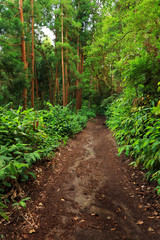 Sete Cidades landscape, Sao Miguel Island, Azores, Europe