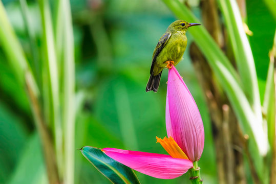 Brown-throated Sunbird; Anthreptes malacensis