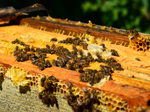 The Honey bees on wax combs, outdoors