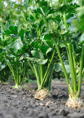 Obraz premium close-up of celery plantation (root vegetable) in the vegetable garden,vertical compositi