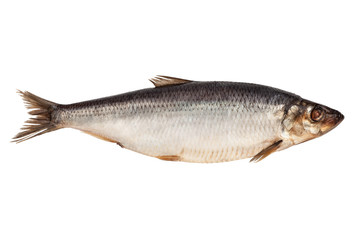 Raw herring isolated on white background, top view