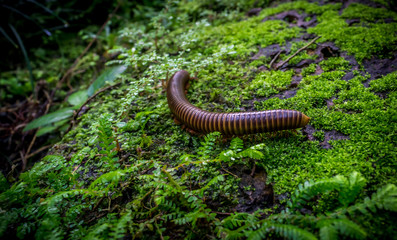 Giant millipede or (Trigoniulus corallinus) walking at the Jungle Rainforest . Millipede curl up...