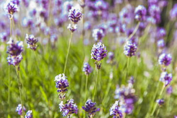 Obraz premium Lavender field