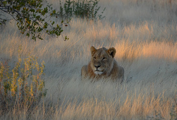 Löwe im Morgenrot
