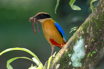 Beautiful bird with earth worm in mouth perching on branch..Blue winged pitta ( Pitta moluccensis ).in breeding season,preparing fresh food for their babies in the nest .
