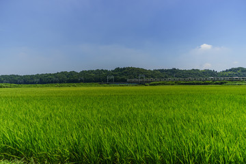 夏の千葉の田園風景