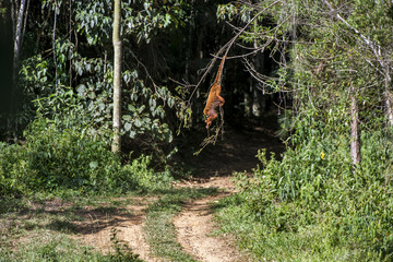 Bugio-ruivo (Alouatta guariba) | Howler monkey