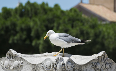 big seagull in rome