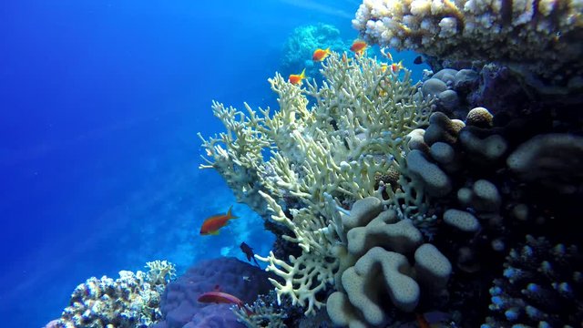 Coral reef and beautiful fish.  Underwater life in the ocean.