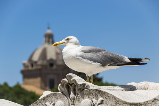 big seagull in rome