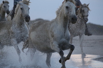 Camargue