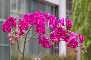 Beautiful pink Phalaenopsis orchid flowers blooming for ornamental garden in front of home,...