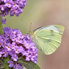 buddleja davadii flower and cabbage butterfly