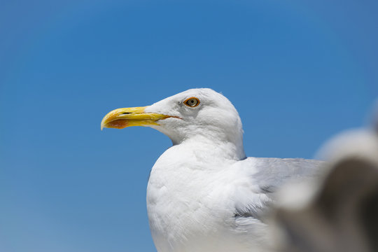 portrait of the seagul