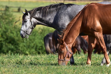 dappled grey and chestnut horses,Czech republic