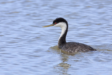Western Grebe