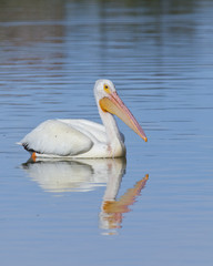 American White Pelican