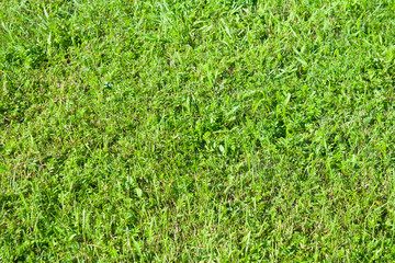 Green grass texture