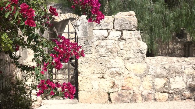 Small Stonewalled Courtyard in Israel with Pink Blossoms 