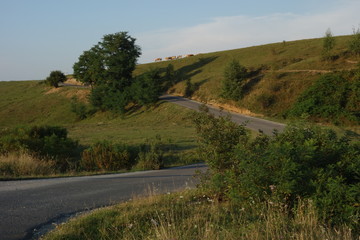 Fototapeta na wymiar Hill in the countryside, with road climbing it and group of cows grazing on crest