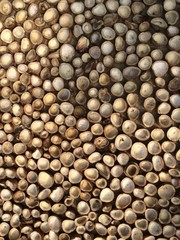 Drying Coconut Shells From Above