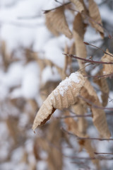 Laub im Winter