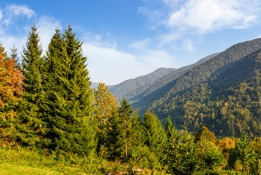 Forest on the hillside in Carpathian mountains