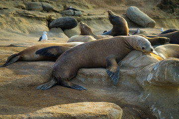 Sealion