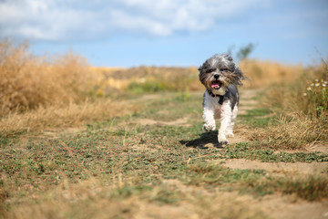 Cute Bichon Havanese dog with a summer haircut and its tongue hanging out running happily against blurred mowed wheat field and blue sky with clouds. Focus on the eyes 
