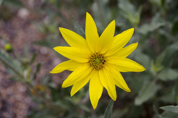 Yellow Flower