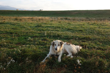 Fototapeta na wymiar Sheepdog on guard at sheepfold