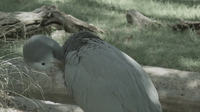 A Stanley Crane Grooming Its Feathers.