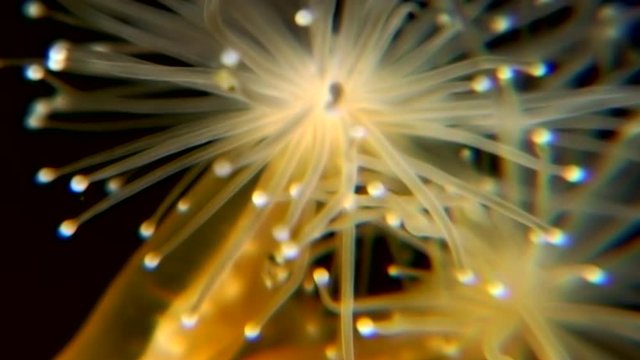 Lucernaria quadricornis underwater in White Sea. Unique dramaturgy pic macro video close up. Marine life on black background of pure and transparent water. Relax.