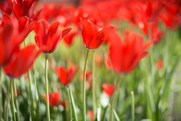 Beautiful red tulips in field in spring.