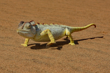 Namibia namib desert chameleon