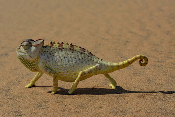 Namibia namib desert chameleon © LUC KOHNEN