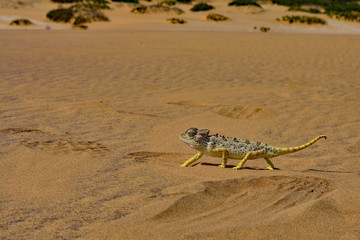 Namibia namib desert chameleon