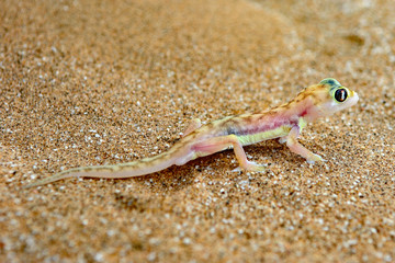 Namibia namib desert sand gecko