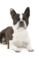 Boston Terrier Hund im Portrait