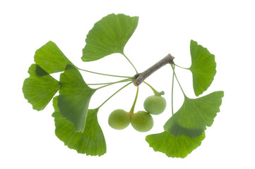 Ginkgo als Alternativmedizin