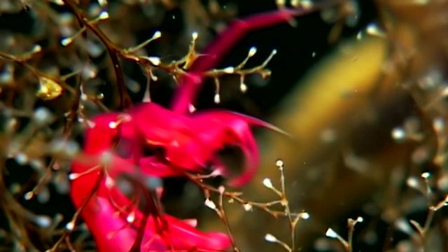 Caprellidae underwater on seabed of White Sea. Unique macro video close up. Caprellalinearis skeleton sea goat in marine life on background of pure and transparent water. Relax.