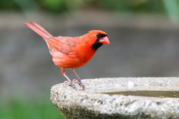 Cardinal