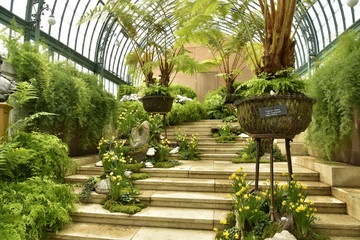 Escalier en travertin garni de plantes tropicales aux Serres Royales de Laeken à Bruxelles 